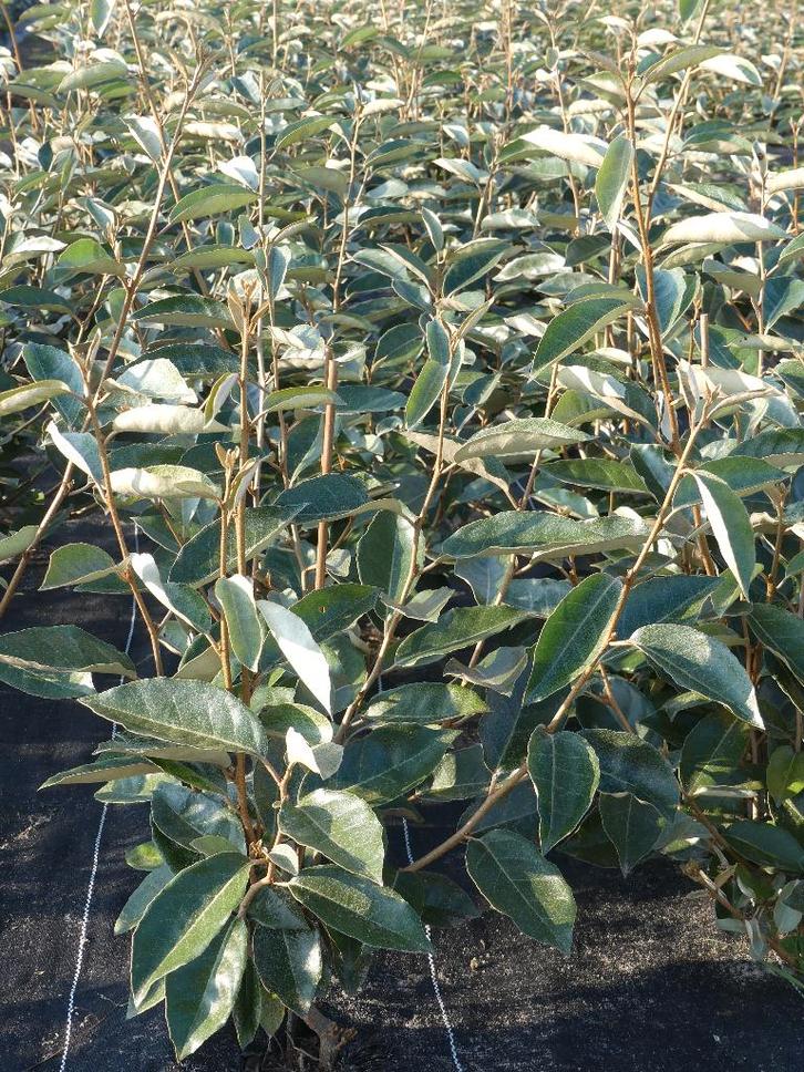 Elaeagnus Ebbingei , Zilverbes , Olijfwilg, Tuin en Terras, Planten | Struiken en Hagen, Ophalen