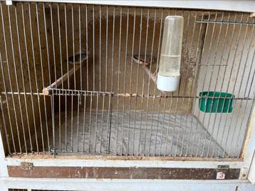 Koppel zebra vinken + kweekkooi, Dieren en Toebehoren, Ophalen, Zo goed als nieuw