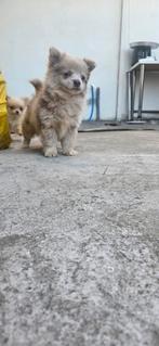 Puppy te koop, Dieren en Toebehoren, België, Fokker | Hobbymatig, CDV (hondenziekte), Reu