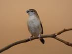Loodbekje - Euodice malabarica, Meerdere dieren, Tropenvogel, Geringd