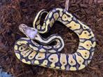 Super pastel 66% het clown 50% dh dg/hypo ball python, Dieren en Toebehoren, Slang, Tam, 0 tot 2 jaar