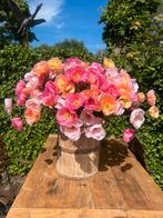 Zijden papaver, Ophalen, Nieuw