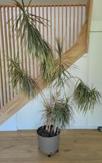 Dracaena Marginata - plant van 2 meter, Ophalen