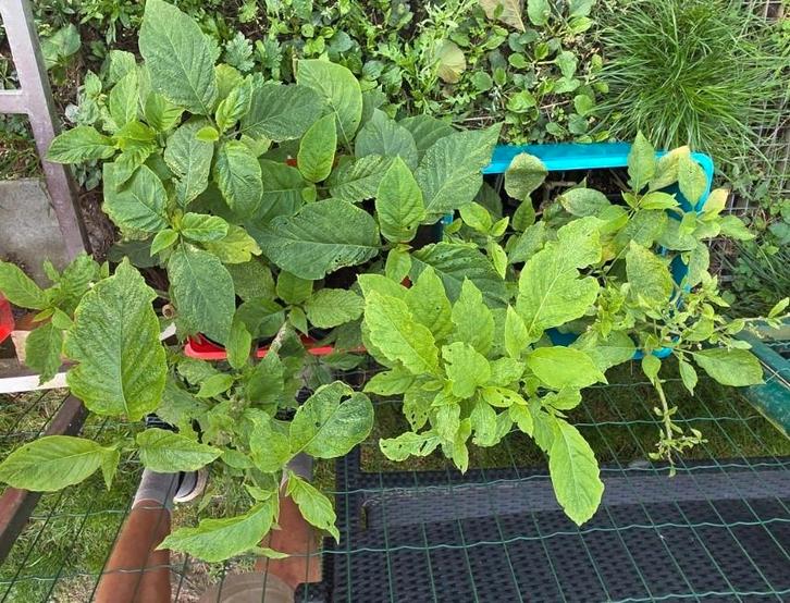 Brugmansia gewortelde stekken, Tuin en Terras, Planten | Tuinplanten, Ophalen