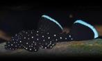 Weer genoeg op voorraad L181, 4-5 cm!!!, Dieren en Toebehoren, Vissen | Aquariumvissen, Vis, Zoetwatervis