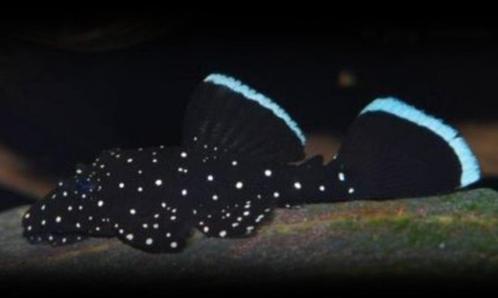 Weer genoeg op voorraad L181, 4-5 cm!!!, Dieren en Toebehoren, Vissen | Aquariumvissen, Zoetwatervis, Vis