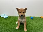 Shiba Inu pups, België, Overige rassen, 8 tot 15 weken, CDV (hondenziekte)