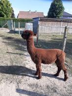 Alpaca bewezen dekhengst, Dieren en Toebehoren, Overige Dieren, Maart