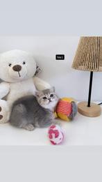 Britse Korthaar Kittens, Dieren en Toebehoren, Poes, Gechipt, 0 tot 2 jaar