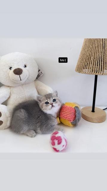 Britse Korthaar Kittens beschikbaar voor biedingen