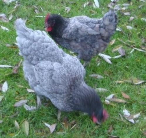 Legkippen Blue de Landes - Bel:0472/51.09.71, Dieren en Toebehoren, Pluimvee, Kip