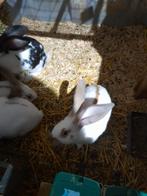 Vleeskonijnen te koop, Dieren en Toebehoren, Konijnen, Mannelijk, Groot, 0 tot 2 jaar