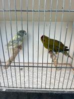 Kakariki’s, Dieren en Toebehoren, Meerdere dieren, Parkiet, Geringd