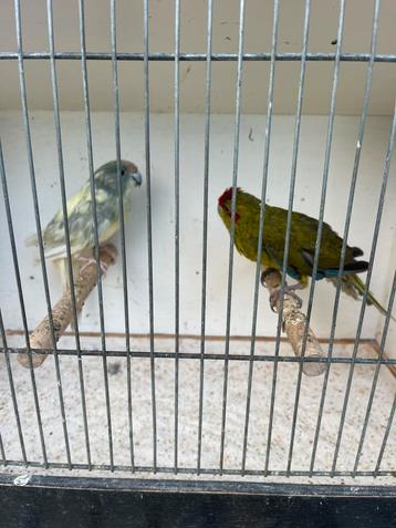 Kakariki beschikbaar voor biedingen