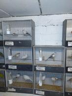 Bonte diamantduiven, Dieren en Toebehoren