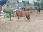 Superlieve shetlander, kinderpony, Dieren en Toebehoren, Merrie