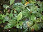 Japanse Wolmispel of Eriobotrya Japonica, Tuin en Terras, Ophalen, Vaste plant, Fruitplanten, Volle zon