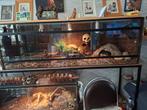 Te koop 
5 slangen 
2 kweekbakken voor knaagdieren
Potk., Dieren en Toebehoren, Ophalen