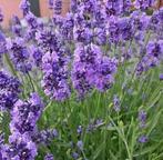 Lavendel gratis uitdoen, Tuin en Terras, Ophalen of Verzenden