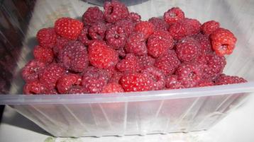 Framboisiers bio - 2 fois plus de fruits par an disponible aux enchères