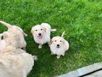 Lieve golden retriever pups, CDV (hondenziekte), Meerdere, Golden retriever, 8 tot 15 weken