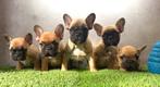 Franse bulldog pups bij ons thuis geboren, Dieren en Toebehoren, België, Fokker | Hobbymatig, CDV (hondenziekte), 8 tot 15 weken