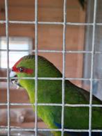 1Groene kakariki