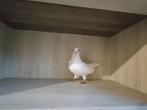 Gjylijat e kosoves, Dieren en Toebehoren, Vogels | Overige Vogels, Meerdere dieren, Wildzangvogel, Geringd