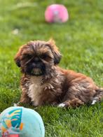 Lhasa apso pups teefjes, Dieren en Toebehoren, België, Overige rassen, CDV (hondenziekte), 8 tot 15 weken