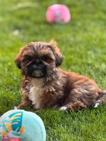 Lhasa apso pups teefjes beschikbaar voor biedingen