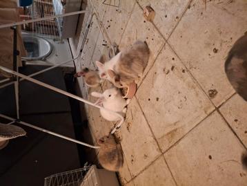 Nest met lieve konijnen zoeken een goede thuis