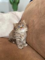 Prachtige britse langhaar kitten, Gechipt, 0 tot 2 jaar, Poes