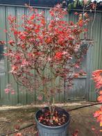 Japanse esdoorn, Tuin en Terras, Planten | Bomen, Ophalen