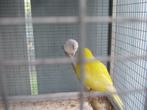avendre beaux jeunes canaris 2025, Dieren en Toebehoren, Vrouwelijk, Kleurkanarie