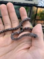 Korenslangen pewter, Dieren en Toebehoren