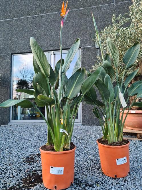 Strelitzia Reginae - Paradijsvogelbloem, Tuin en Terras, Planten | Tuinplanten, Ophalen