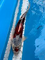 50 cm goromo koi, Dieren en Toebehoren, Vissen | Vijvervissen, Karper of Koi