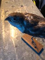 TAXIDERMIE TAXIDERMY OPGEZETTE VOGEL SPERWER VINTAGE, Ophalen of Verzenden, Gebruikt, Vogel, Opgezet dier
