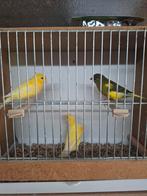 Kanarie mannen, Dieren en Toebehoren, Vogels | Kanaries, Mannelijk, Kleurkanarie