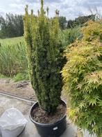 slank blijvende speciale taxus (2,20 meter), Enlèvement ou Envoi, Plante fixe
