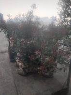 Photinia red robin, Tuin en Terras, Ophalen