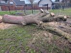 stam en dikke takken eik, Tuin en Terras, Brandhout, Ophalen, Takken