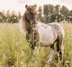 Super lieve shetlander, Dieren en Toebehoren, Paarden, Ruin, Minder dan 160 cm, Gechipt, 3 tot 6 jaar