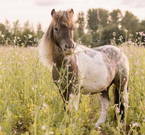 Super lieve shetlander, Dieren en Toebehoren, Paarden, Ruin, Minder dan 160 cm, 3 tot 6 jaar, Gechipt, Ontwormd, Ingeënt