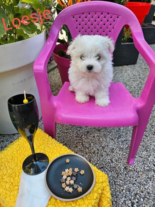 Maltezer kruising Maltipom huiselijke kring, Dieren en Toebehoren, Honden | Chihuahua's en Gezelschapshonden, Meerdere dieren