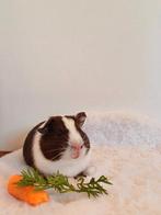Lief cavia zeugje, Dieren en Toebehoren, Ophalen