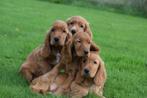 Engelse cocker spaniël pups 💖💖💖, Dieren en Toebehoren, Honden | Retrievers, Spaniëls en Waterhonden, België, 8 tot 15 weken