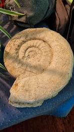 Fossiel ammoniet, Verzamelen, Mineralen en Fossielen, Ophalen, Fossiel