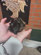 Cavia's te koop, Dieren en Toebehoren, Knaagdieren, Oktober, Mannelijk, Cavia