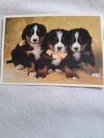 Postkaart (Hondjes), Verzamelen, Postkaarten | Dieren, Verzenden, Ongelopen, Hond of Kat